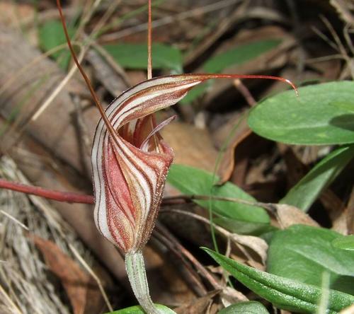 Pterostylis coccina