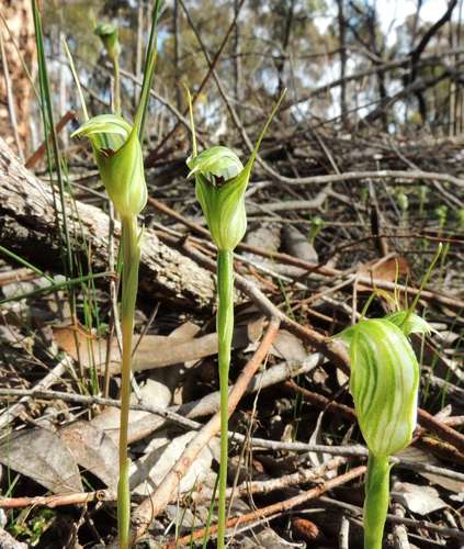 Pterostylis concinna (Trim greenhood) — photo