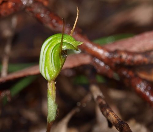 Pterostylis concinna (Trim greenhood) — photo