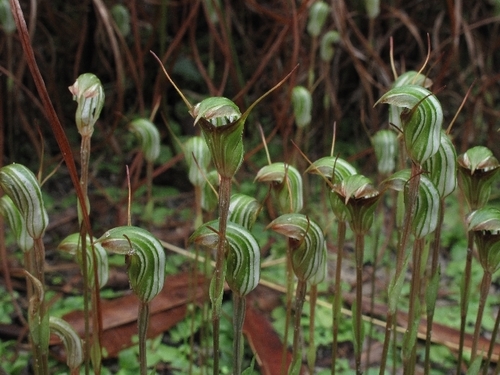 Pterostylis concinna