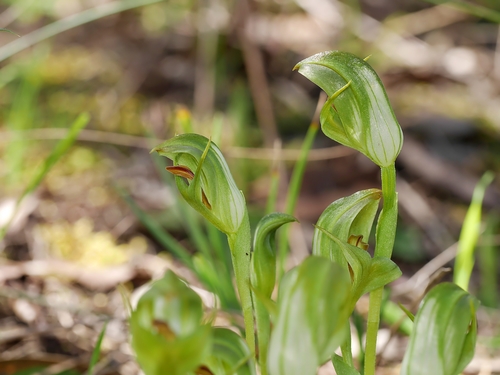 Pterostylis curta (Alpen greenhood) — photo