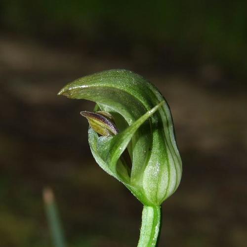 Pterostylis curta (Alpen greenhood) — photo