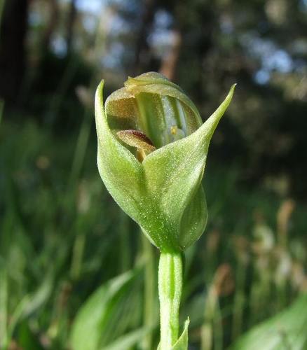 Pterostylis curta
