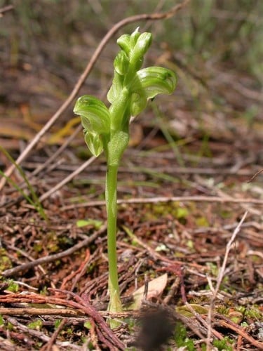 Pterostylis cycnocephala (Swan greenhood) — photo