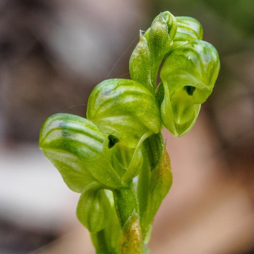 Pterostylis cycnocephala (Swan greenhood) — photo