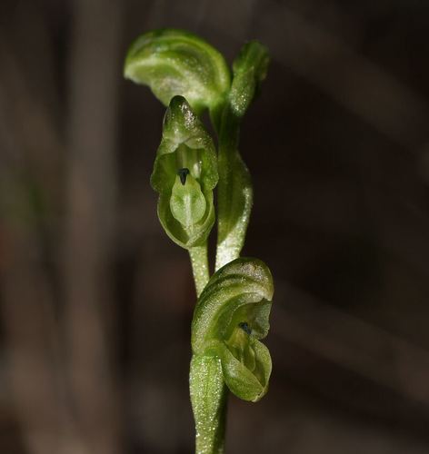 Pterostylis cycnocephala