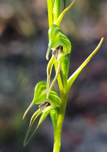 Pterostylis daintreana (Daintree's greenhood) — photo