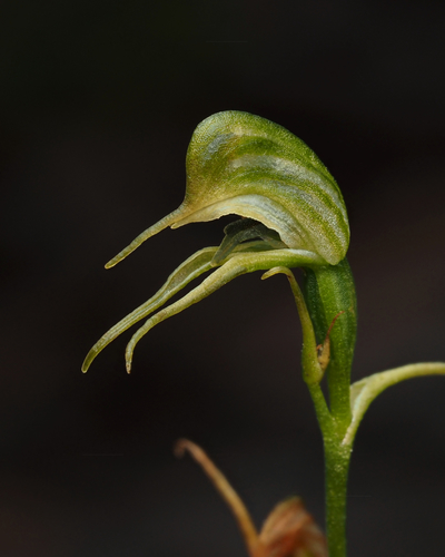 Pterostylis daintreana (Daintree's greenhood) — photo