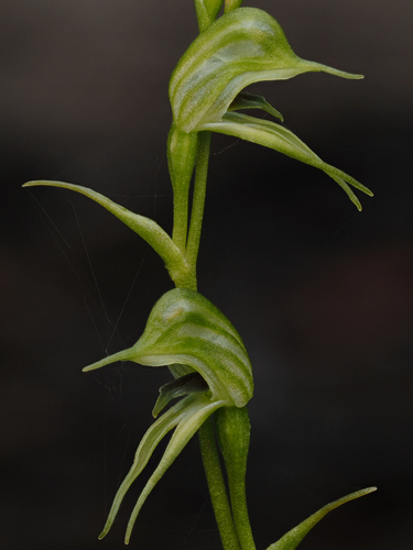 Pterostylis daintreana