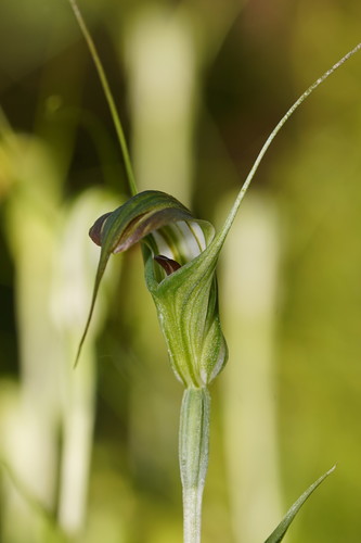 Pterostylis decurva (Summer greenhood) — photo