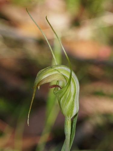 Pterostylis decurva (Summer greenhood) — photo