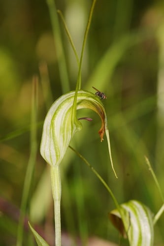 Pterostylis decurva