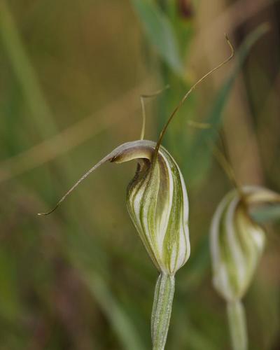 Pterostylis fischii (Fisch's greenhood) — photo