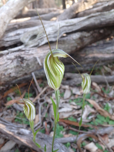 Pterostylis fischii (Fisch's greenhood) — photo