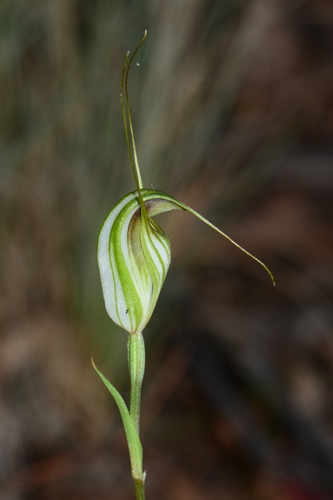Pterostylis fischii