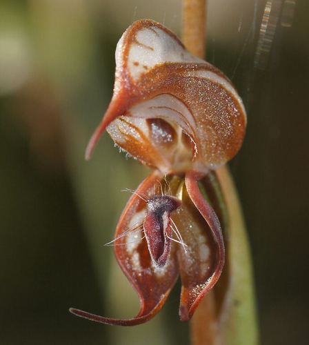 Pterostylis hamata (Hooked greenhood) — photo