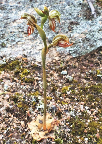 Pterostylis hamata (Hooked greenhood) — photo