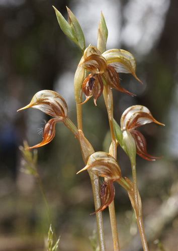 Pterostylis hamata