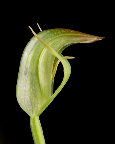 Pterostylis hildae (Rainforest greenhood) — photo