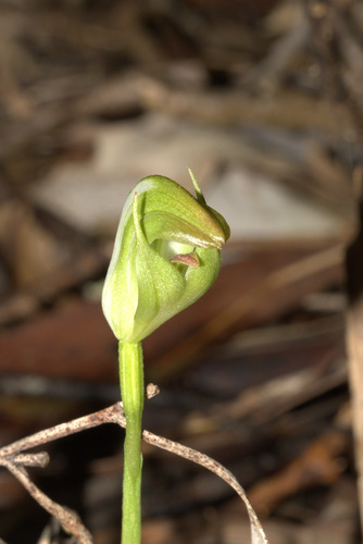 Pterostylis hildae (Rainforest greenhood) — photo
