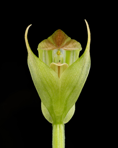 Pterostylis hildae