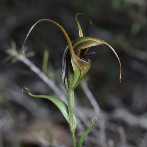 Pterostylis laxa (Antelope greenhood) — photo