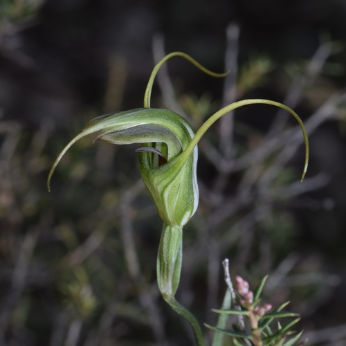 Pterostylis laxa (Antelope greenhood) — photo