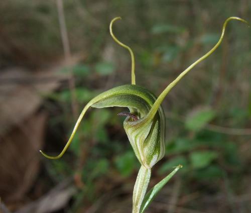 Pterostylis laxa