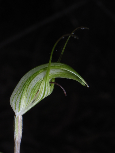 Pterostylis longicurva (Long-tongued greenhood) — photo