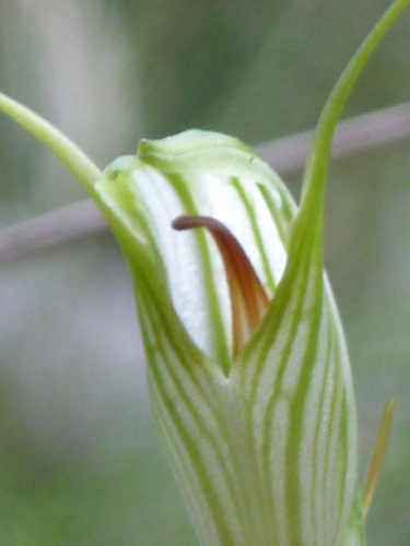 Pterostylis longicurva (Long-tongued greenhood) — photo