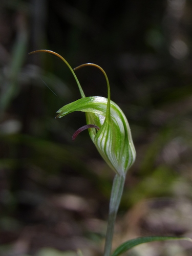 Pterostylis longicurva