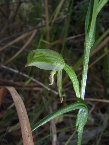 Pterostylis longifolia (Long-leaf Greenhood) — photo
