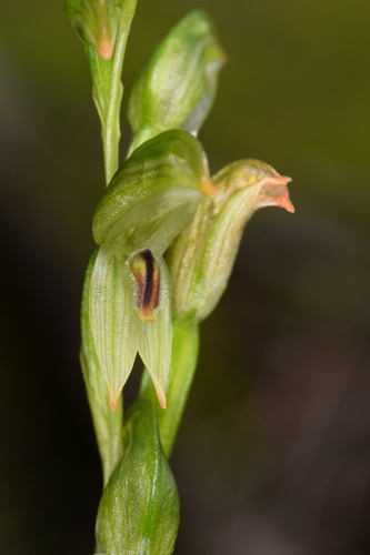 Pterostylis longifolia