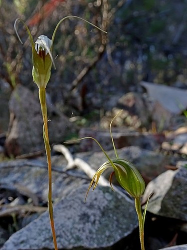 Pterostylis longipetala