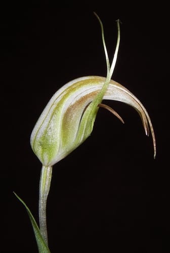 Pterostylis longipetala (Curved greenhood) — photo