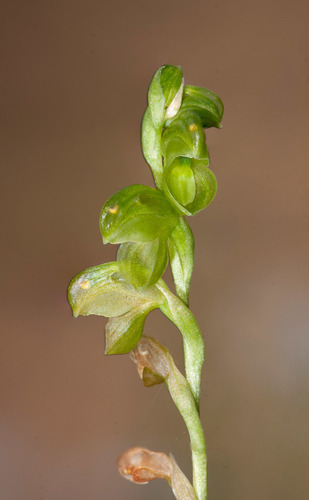 Pterostylis mutica (Midget greenhood) — photo