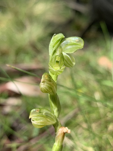 Pterostylis mutica (Midget greenhood) — photo