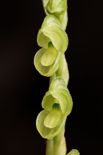 Pterostylis mutica