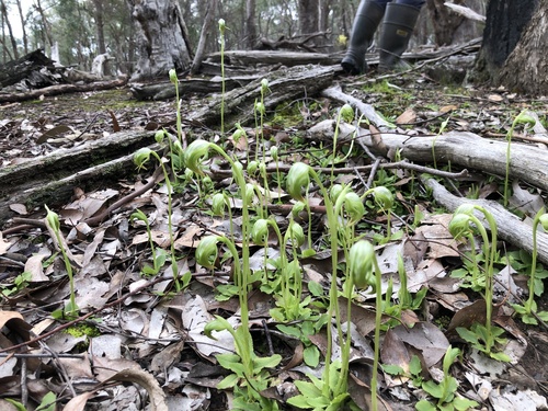 Pterostylis nutans (Nodding greenhood) — photo