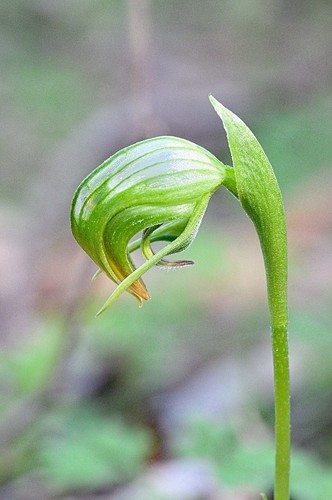 Pterostylis nutans (Nodding greenhood) — photo
