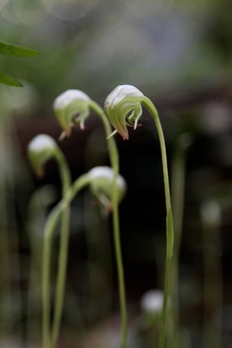 Pterostylis nutans