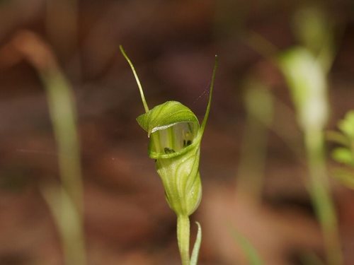 Pterostylis obtusa (Jug-lip greenhood) — photo