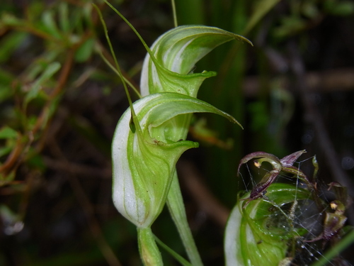 Pterostylis obtusa (Jug-lip greenhood) — photo