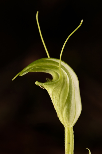 Pterostylis obtusa