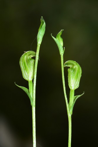 Pterostylis parviflora (Tiny greenhood) — photo