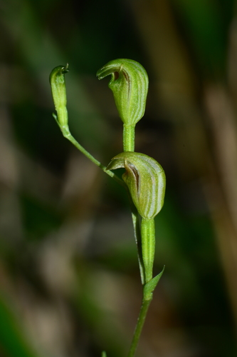Pterostylis parviflora (Tiny greenhood) — photo