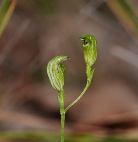 Pterostylis parviflora