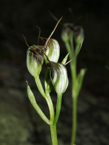 Pterostylis pedunculata (Maroonhood) — photo