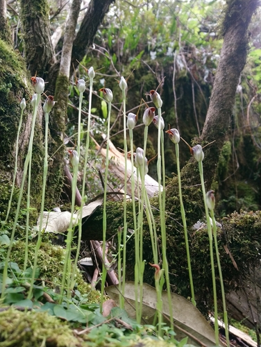 Pterostylis pedunculata (Maroonhood) — photo