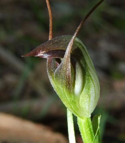 Pterostylis pedunculata